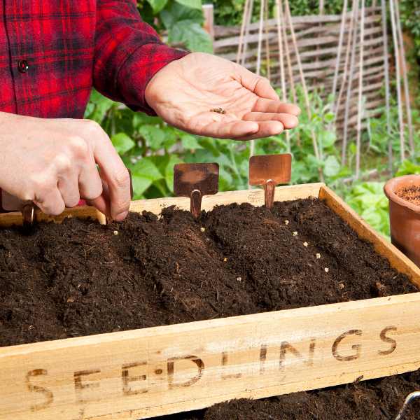 post germination issues