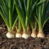 Onion-white-barletta-pickling-seeds-1