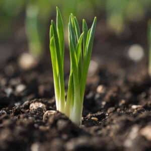 Onion-white-barletta-pickling-seeds-2