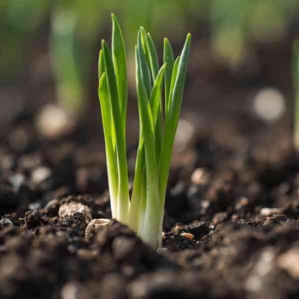 Onion-white-barletta-pickling-seeds-2 Onion-white-barletta-pickling-seeds-2