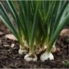 Onion-white-barletta-pickling-seeds-4