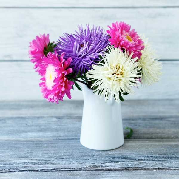 aster-giant-ray-mix=3 aster giant ray blooms in a milk jug