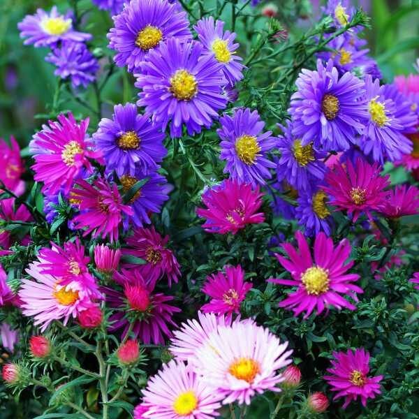 aster-giant-ray-mix=4 aster-giant-ray-mix=4