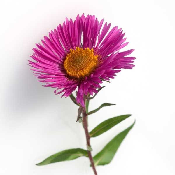 aster-giant-ray-mix=5 aster-giant-ray-mix=5