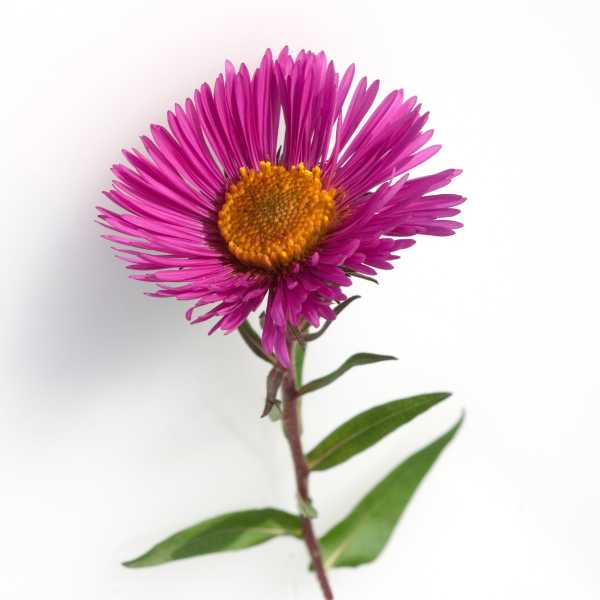 aster giant ray