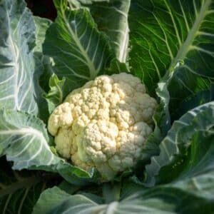 Cauliflower Phenomenal Early