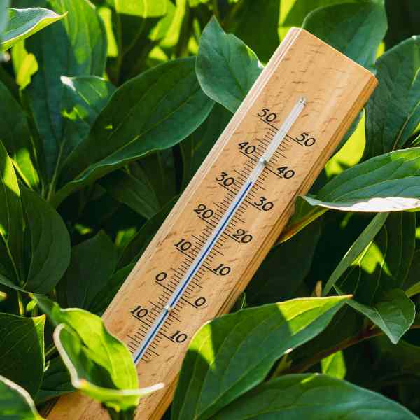 gardening tips to beat the heat
