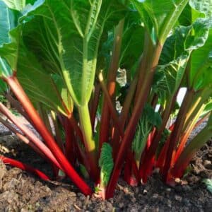 Rhubarb Glaskins Perpetual