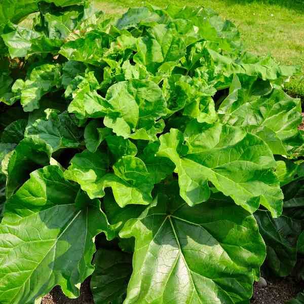 rhubarb-glaskins-perpetual-seeds-1 rhubarb-glaskins-perpetual-seeds-1