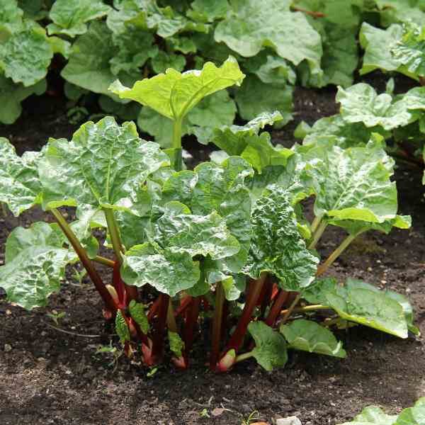 rhubarb-glaskins-perpetual-seeds-2 rhubarb-glaskins-perpetual-seeds-2