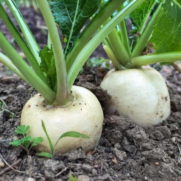 turnip-snowball-seeds2 turnip-snowball-seeds2