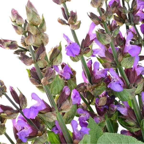 clary-sage-seeds-1 clary-sage-seeds-1