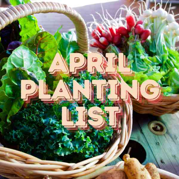 What Seeds to plant in April