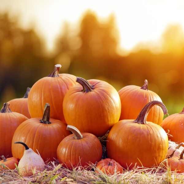 pumpkin -jack-be-little-seeds pumpkin -jack-be-little-seeds