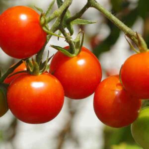Tomato-cherry‐sugar-lump-seeds-2