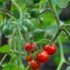 cherry-tomato-fox-seeds-3