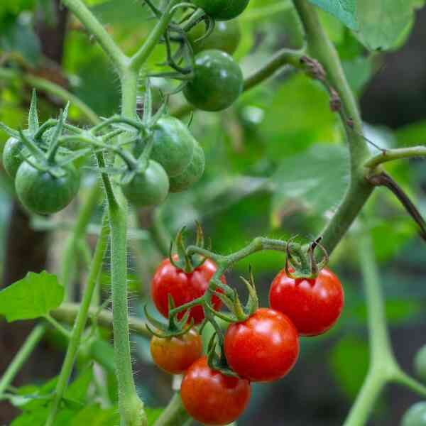 cherry-tomato-fox-seeds-3 cherry-tomato-fox-seeds-3