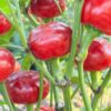 chilli-red-cherry-hot-seeds-2