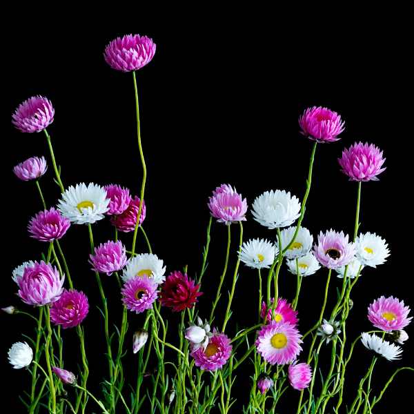 Paper Daisies artfully arranged against a black back drop