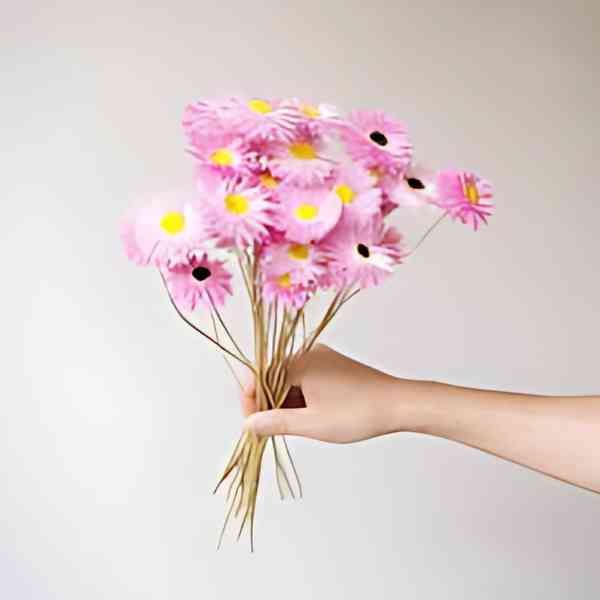 A bunch of Paper Daises held by a female hand