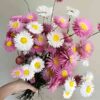 A large bunch of Paper Daisies held aloft.