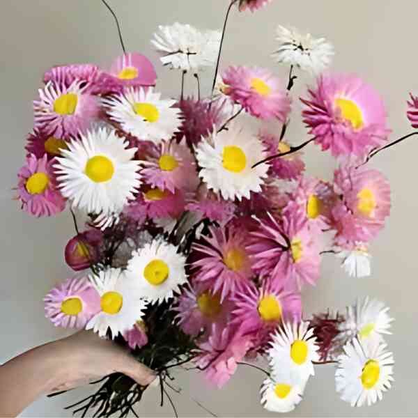 everlastings-post-8 A large bunch of Paper Daisies held aloft.
