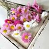 Paper Daisies arranged in a white wooden box