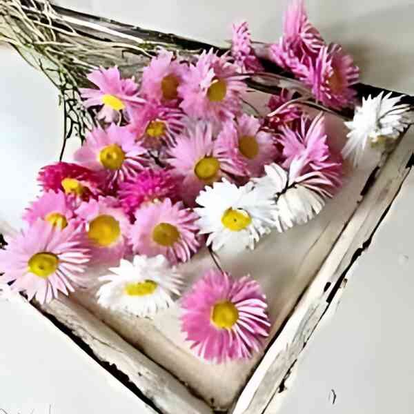 everlastings-post-9 Paper Daisies arranged in a white wooden box