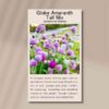 globe-amaranth-back