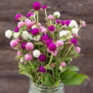 globe-amaranth-seeds globe amaranth mix