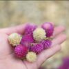 globe-amaranth-seeds-6