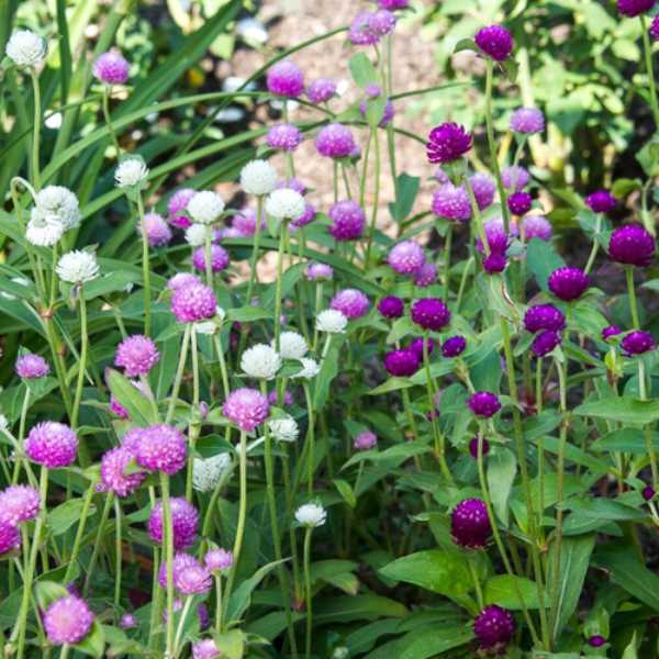 globe amaranth seeds2