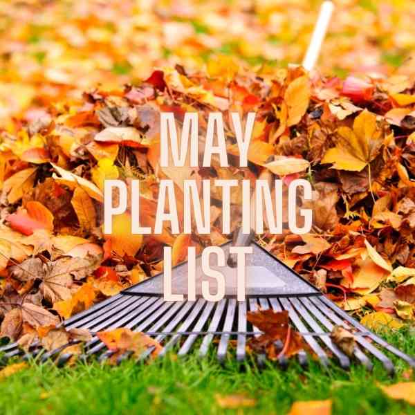 what seeds to plant in May
