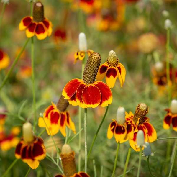 mexican-hat-seeds-3 mexican hat flowers in a field
