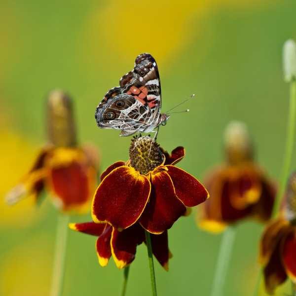 mexican-hat-seeds-5 mexican-hat-seeds-5