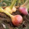 pickling-onion-purplette-seeds-2