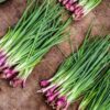 pickling-onion-purplette-seeds-4