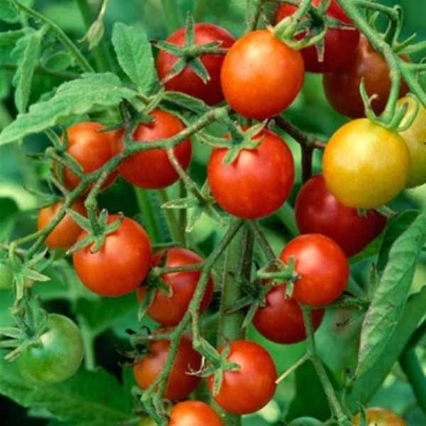 tomato-cherry-fox-seeds tomato-cherry-fox-seeds
