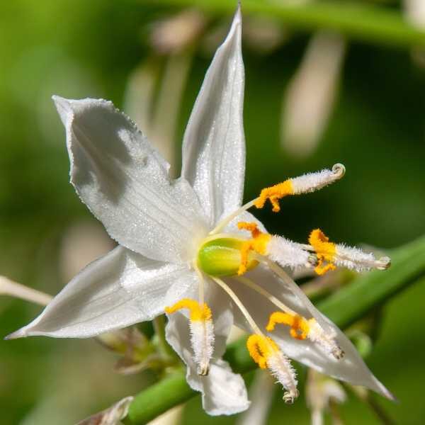 vanilla-lily-seeds vanilla-lily-seeds