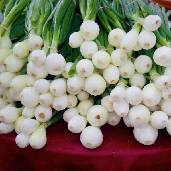 blog post bunching onion