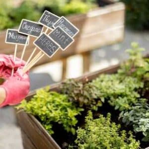 Herb Seeds