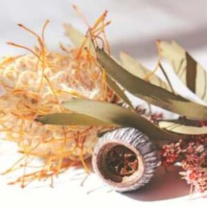 Native Seeds