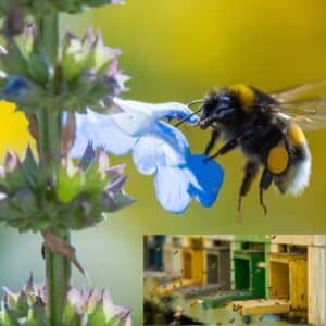 Bee-lightful