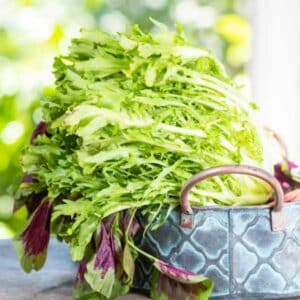 Endive Salad King