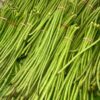 bean-snake-red-dragon-seeds-1
