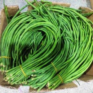 Snake Bean Red Dragon