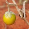 desert raisin-seeds-5
