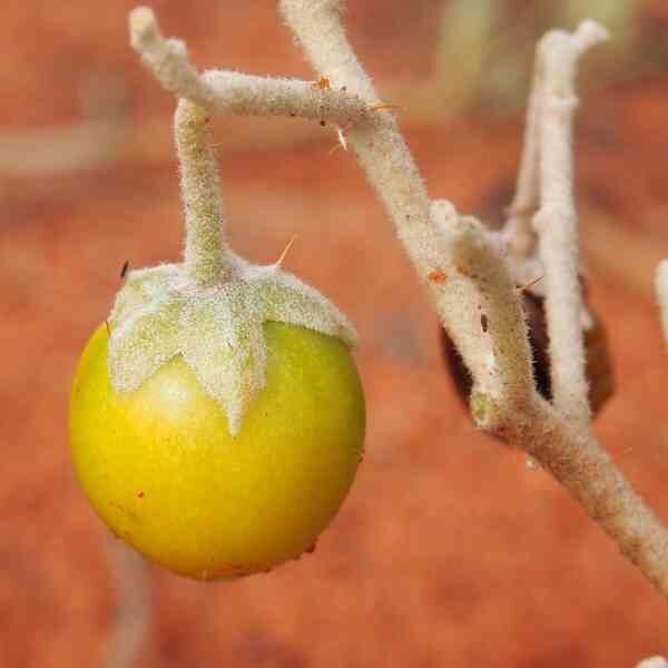 desert raisin-seeds-5 desert raisin-seeds-5