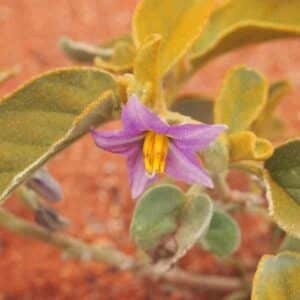 Wild Bush Tomato