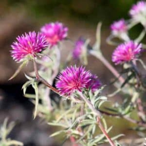 Pink Billy Buttons